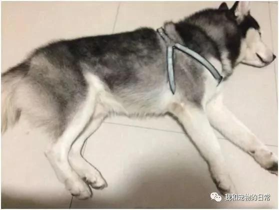老妈因我怀孕把哈士奇送给奶奶养 等我生完宝宝 发现二哈竟变成了一只哈士猪!