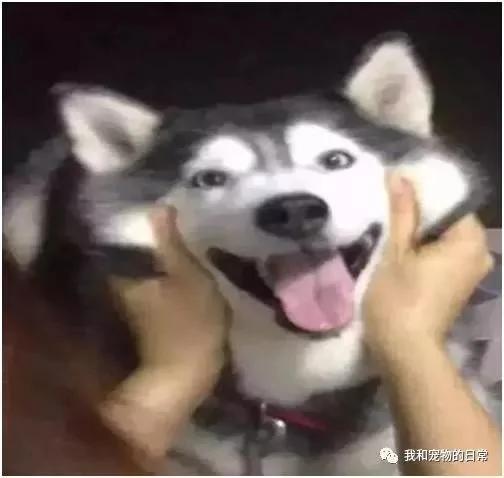 老妈因我怀孕把哈士奇送给奶奶养 等我生完宝宝 发现二哈竟变成了一只哈士猪!