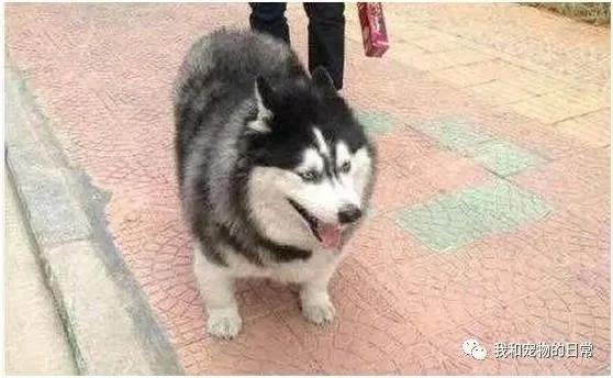 老妈因我怀孕把哈士奇送给奶奶养 等我生完宝宝 发现二哈竟变成了一只哈士猪!