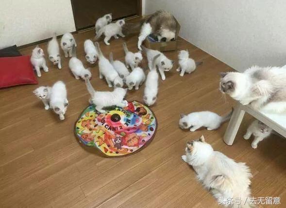 这母猫一胎产下19只小猫 价值20万 猫妈妈:我用尽了洪荒之力!