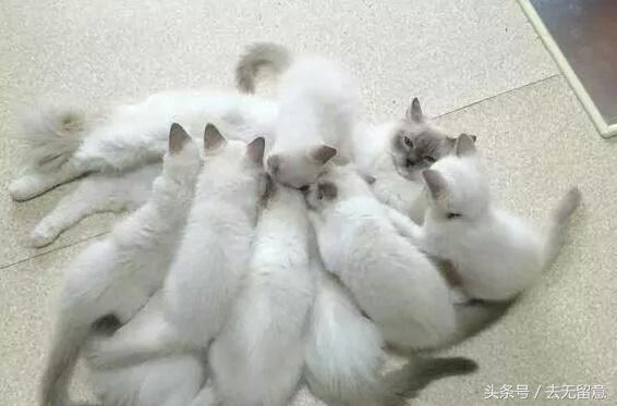 这母猫一胎产下19只小猫 价值20万 猫妈妈:我用尽了洪荒之力!