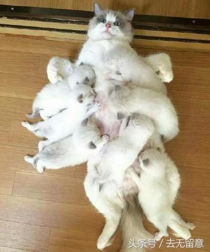 这母猫一胎产下19只小猫 价值20万 猫妈妈:我用尽了洪荒之力!