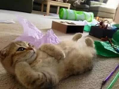 婆婆太寂寞 儿媳妇好心送宠物猫陪伴 却把老人气得直跺脚!