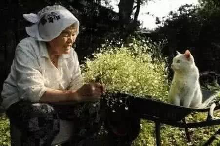 婆婆太寂寞 儿媳妇好心送宠物猫陪伴 却把老人气得直跺脚!