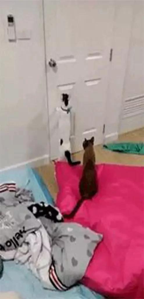 猫咪被关房间 却出现在客厅 主人装上摄像头 发现…