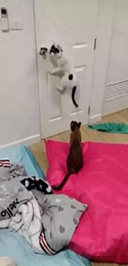 猫咪被关房间 却出现在客厅 主人装上摄像头 发现…