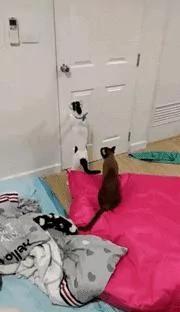 猫咪被关房间 却出现在客厅 主人装上摄像头 发现…