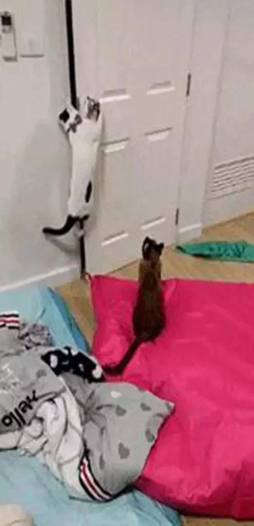 猫咪被关房间 却出现在客厅 主人装上摄像头 发现…
