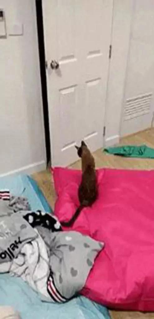猫咪被关房间 却出现在客厅 主人装上摄像头 发现…