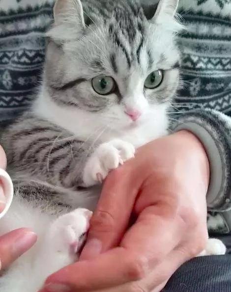 超听话猫咪让男主人剪指甲 自动“开掌花” 羡慕死天下的猫主人!