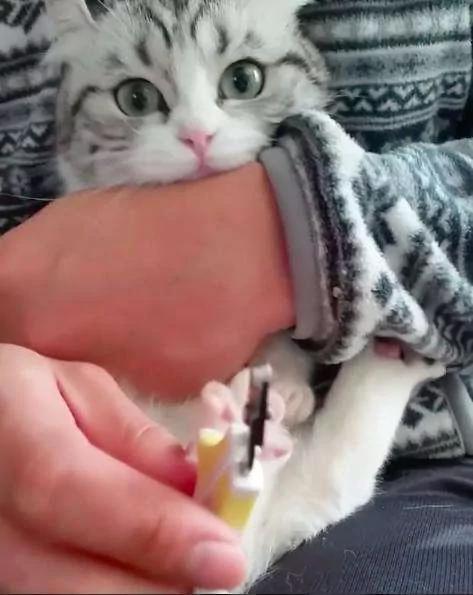 超听话猫咪让男主人剪指甲 自动“开掌花” 羡慕死天下的猫主人!