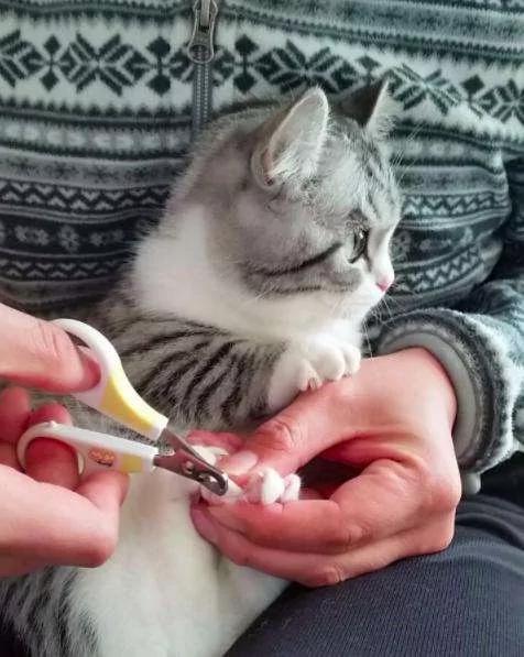 超听话猫咪让男主人剪指甲 自动“开掌花” 羡慕死天下的猫主人!