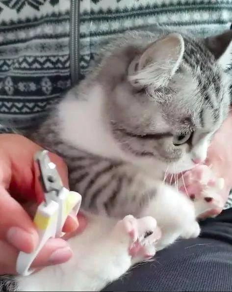 超听话猫咪让男主人剪指甲 自动“开掌花” 羡慕死天下的猫主人!