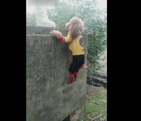 狗狗爬墙下不来 双脚吊着发抖 主人给它教训不救!