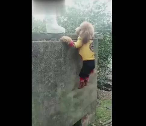 狗狗爬墙下不来 双脚吊着发抖 主人给它教训不救!