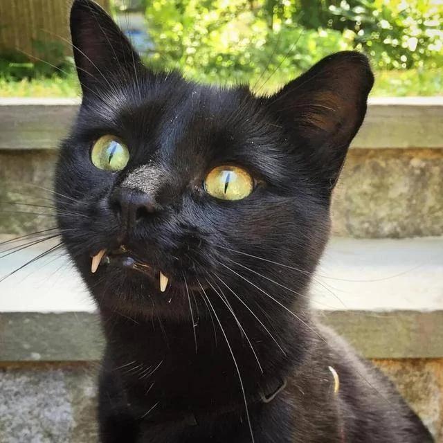 女孩在路边救了一只黑猫 后来才发现此猫不一般!