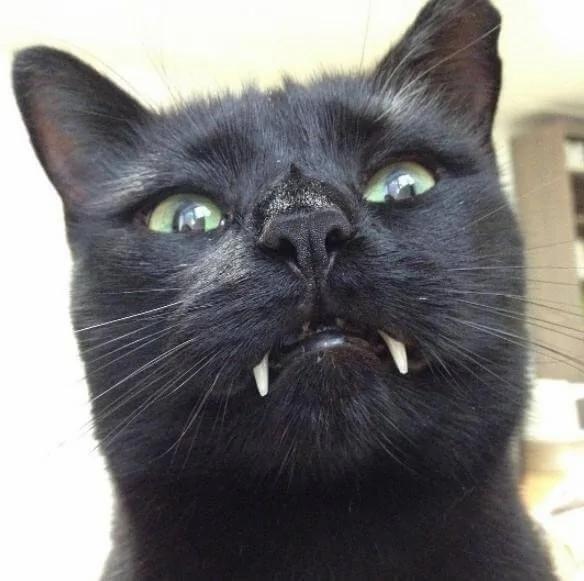 女孩在路边救了一只黑猫 后来才发现此猫不一般!
