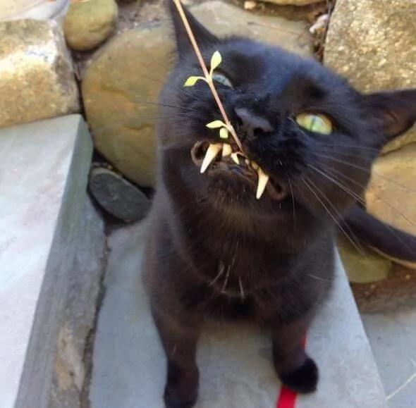 女孩在路边救了一只黑猫 后来才发现此猫不一般!