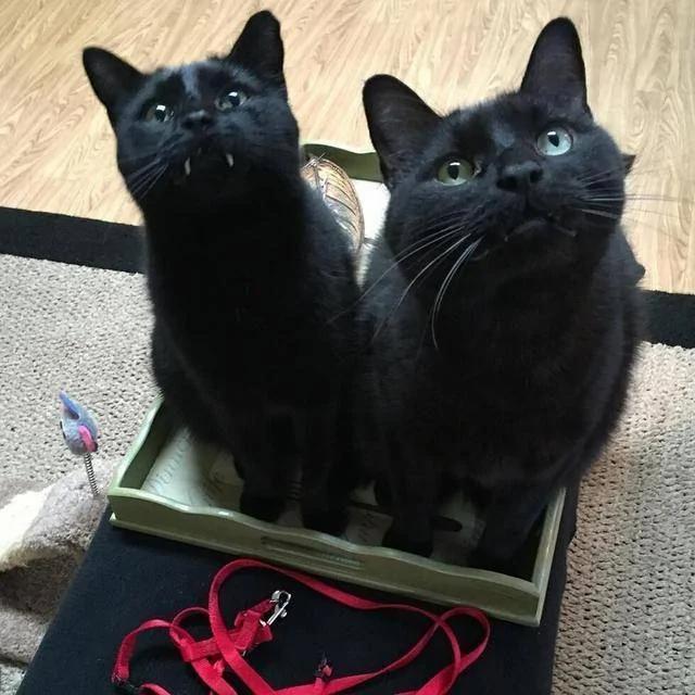 女孩在路边救了一只黑猫 后来才发现此猫不一般!