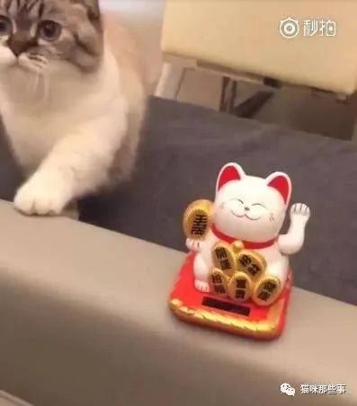 笑翻了 买了个招财猫 结果自家猫咪吃醋了!