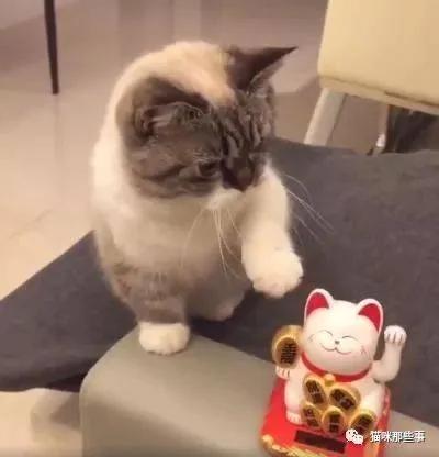 笑翻了 买了个招财猫 结果自家猫咪吃醋了!