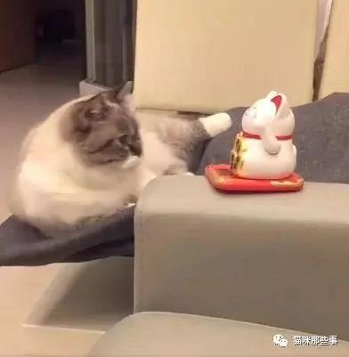 笑翻了 买了个招财猫 结果自家猫咪吃醋了!