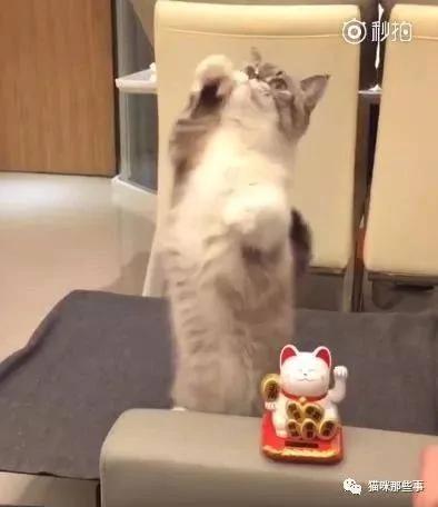笑翻了 买了个招财猫 结果自家猫咪吃醋了!