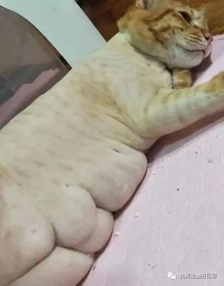 网友不信橘猫有那么胖 给它剃毛后 看到肚子上的肉肉被吓呆了!