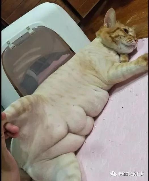 网友不信橘猫有那么胖 给它剃毛后 看到肚子上的肉肉被吓呆了!