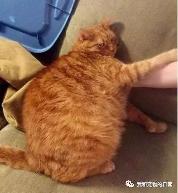 网友不信橘猫有那么胖 给它剃毛后 看到肚子上的肉肉被吓呆了!