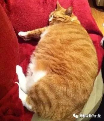 网友不信橘猫有那么胖 给它剃毛后 看到肚子上的肉肉被吓呆了!