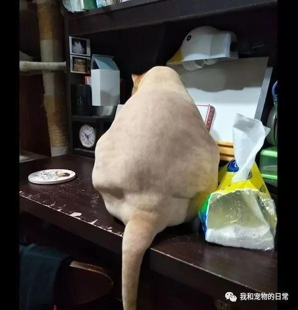 网友不信橘猫有那么胖 给它剃毛后 看到肚子上的肉肉被吓呆了!