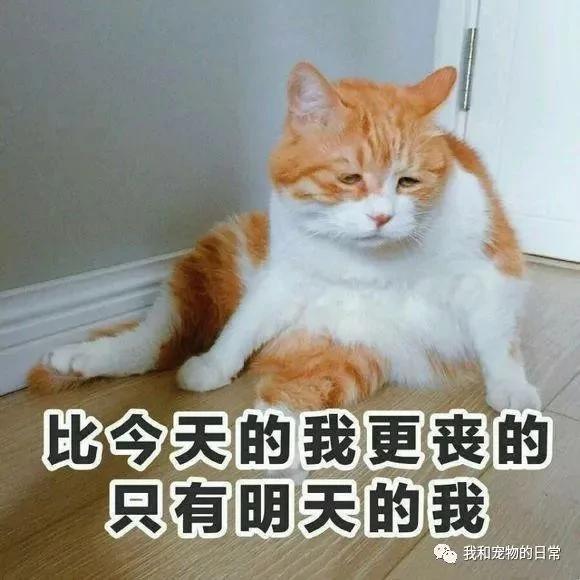 网友不信橘猫有那么胖 给它剃毛后 看到肚子上的肉肉被吓呆了!
