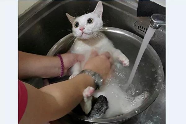 可爱咪杏眼圆睁躺锅里 享受洗澡搓背 开掌花!