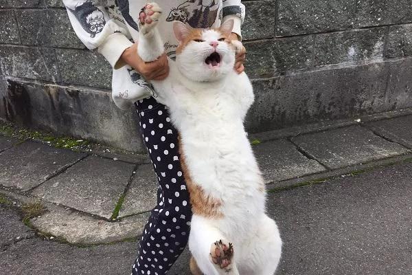 橘猫靠一张“不想回家”的照片收获了15万个赞!你看过它吗?