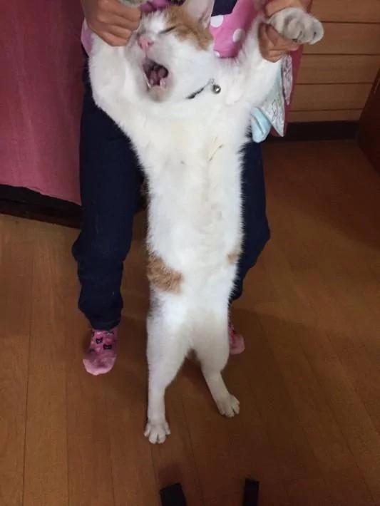 橘猫靠一张“不想回家”的照片收获了15万个赞!你看过它吗?