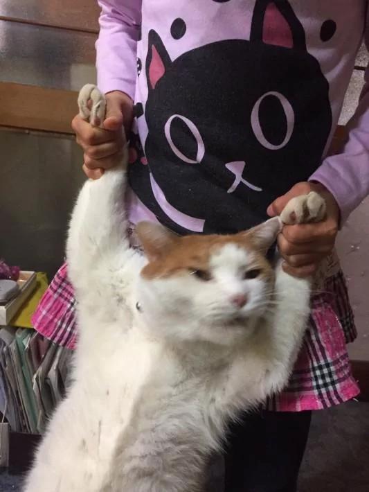 橘猫靠一张“不想回家”的照片收获了15万个赞!你看过它吗?