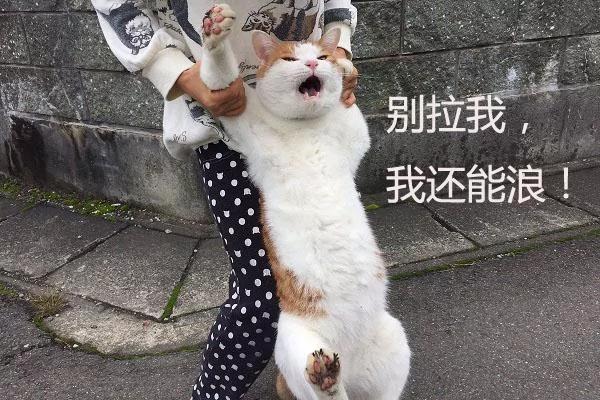 橘猫靠一张“不想回家”的照片收获了15万个赞!你看过它吗?