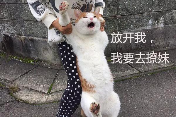 橘猫靠一张“不想回家”的照片收获了15万个赞!你看过它吗?