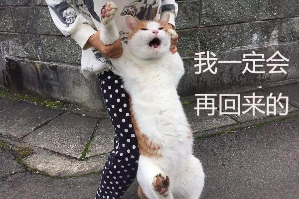 橘猫靠一张“不想回家”的照片收获了15万个赞!你看过它吗?