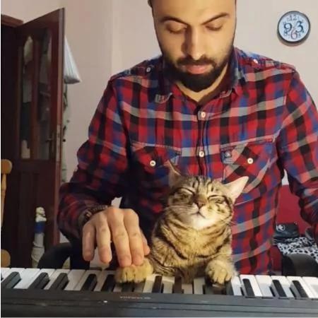 9只猫咪能听懂钢琴家主人的弹奏 每次琴声响起都会靠过来!
