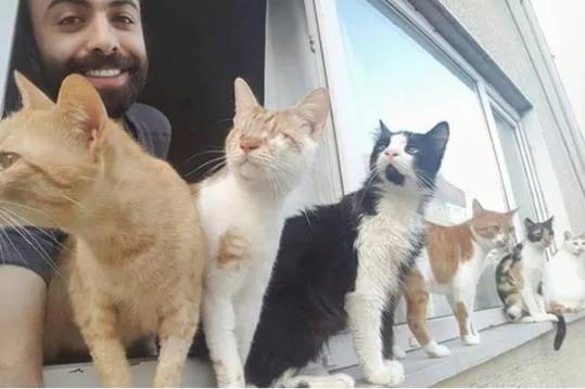 9只猫咪能听懂钢琴家主人的弹奏 每次琴声响起都会靠过来!