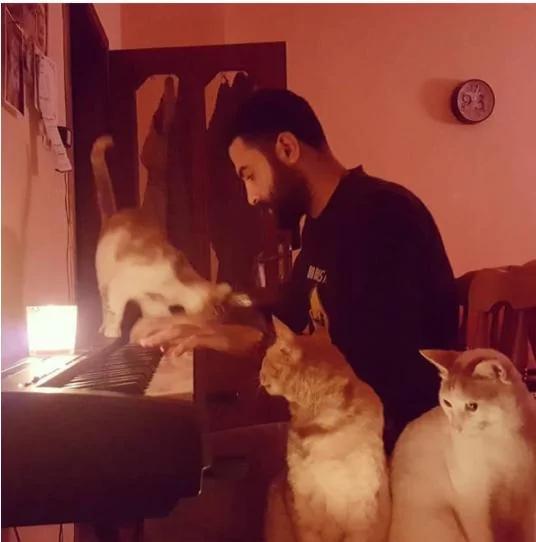 9只猫咪能听懂钢琴家主人的弹奏 每次琴声响起都会靠过来!