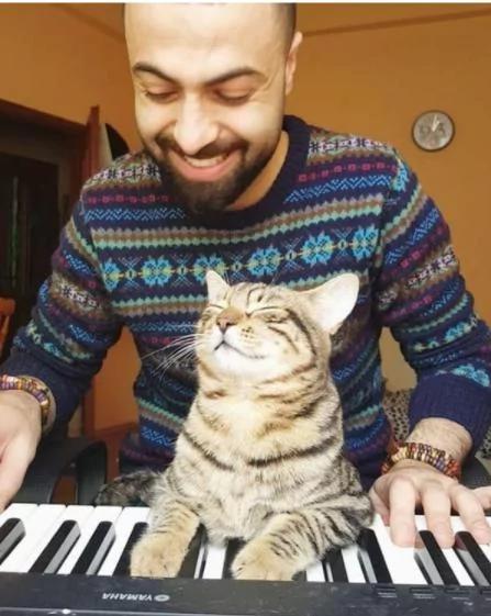 9只猫咪能听懂钢琴家主人的弹奏 每次琴声响起都会靠过来!