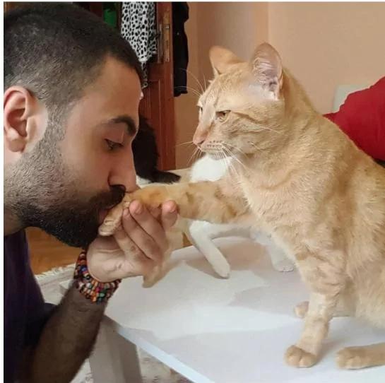 9只猫咪能听懂钢琴家主人的弹奏 每次琴声响起都会靠过来!