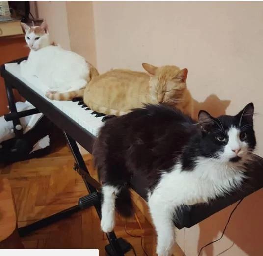 9只猫咪能听懂钢琴家主人的弹奏 每次琴声响起都会靠过来!
