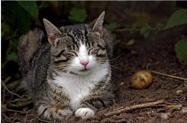 9只猫咪能听懂钢琴家主人的弹奏 每次琴声响起都会靠过来!