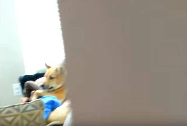 最佳保姆!独留生病儿子和狗狗在客厅 出来后却看到这画面