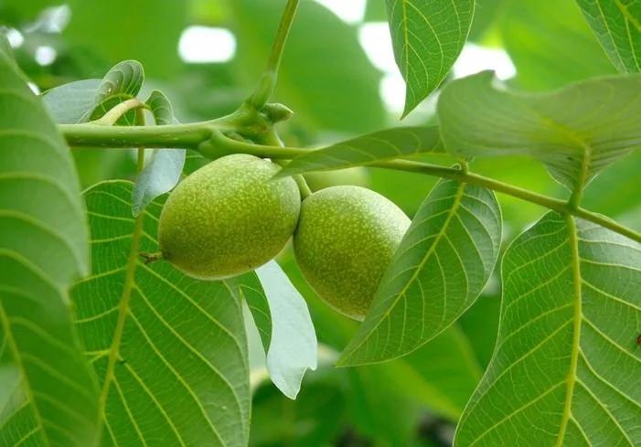 住房门前种植这些树 寓意富贵吉祥 连旺三代人!