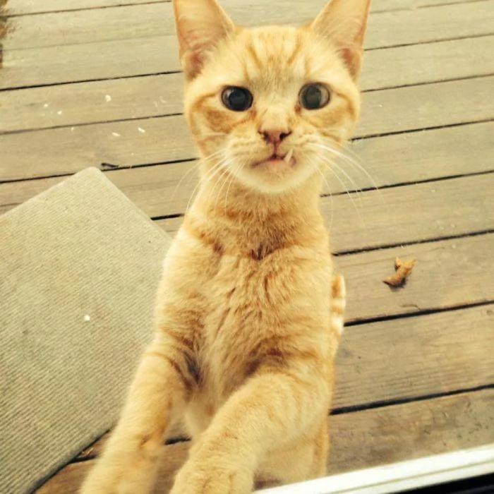 一秒变猫主人10张超爆笑的 流浪猫选中新主人 的照片 阿波罗新闻网